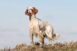 SETTER ANGLAIS 171